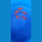 Tamasaba 5 ekor size 13-14 cm