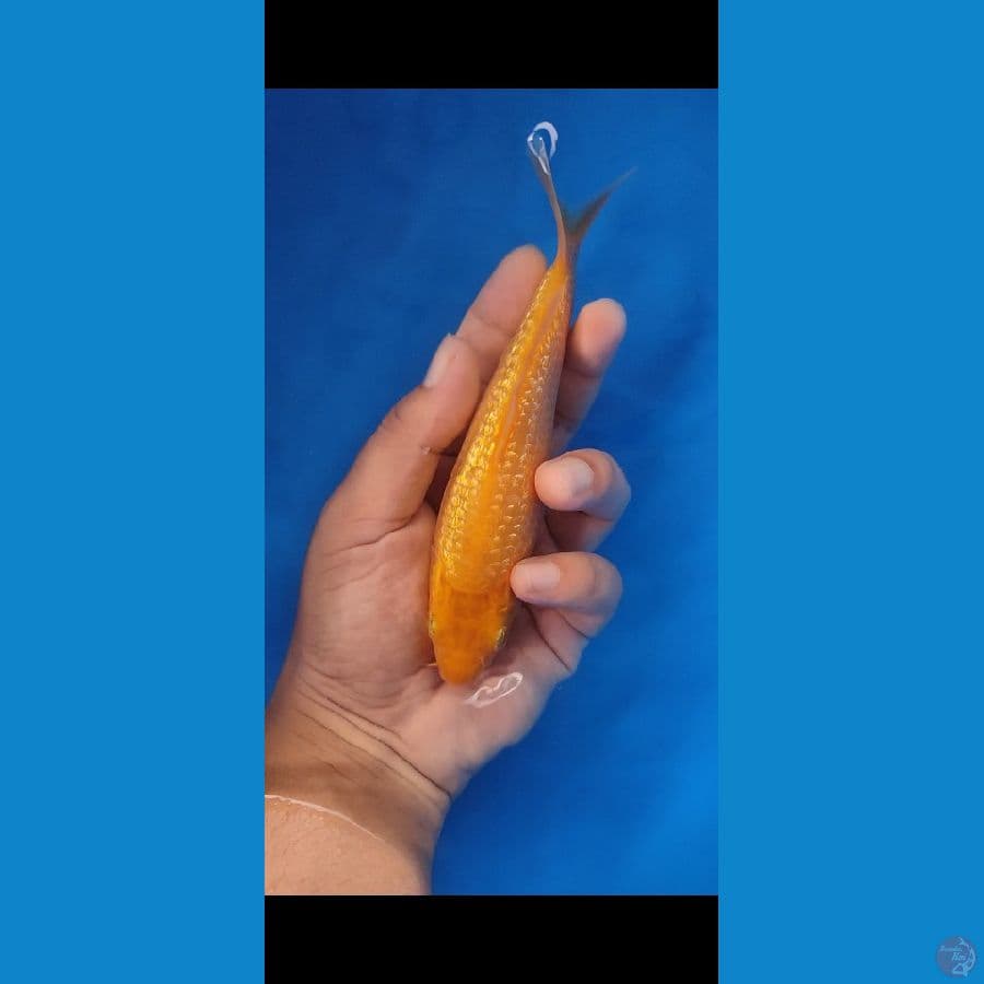 Karasi Caramel 16cm by Madina