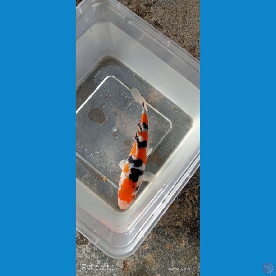 sanke 15 cm special super Quality calon juara