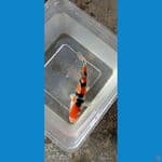 sanke 15 cm special super Quality calon juara