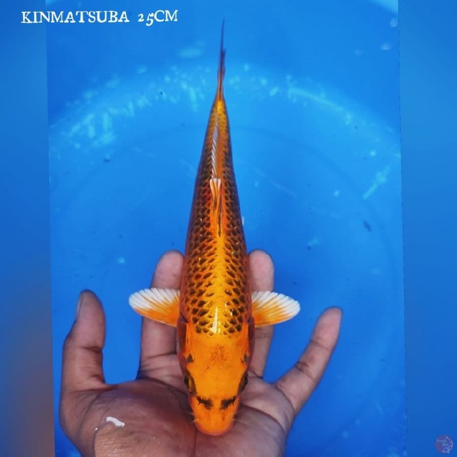 KINMATSUBA 25CM