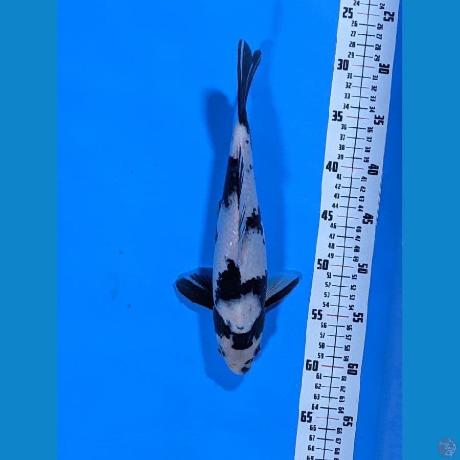 SHIRO UTSURI 33 CM
