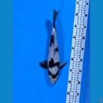SHIRO UTSURI 33 CM