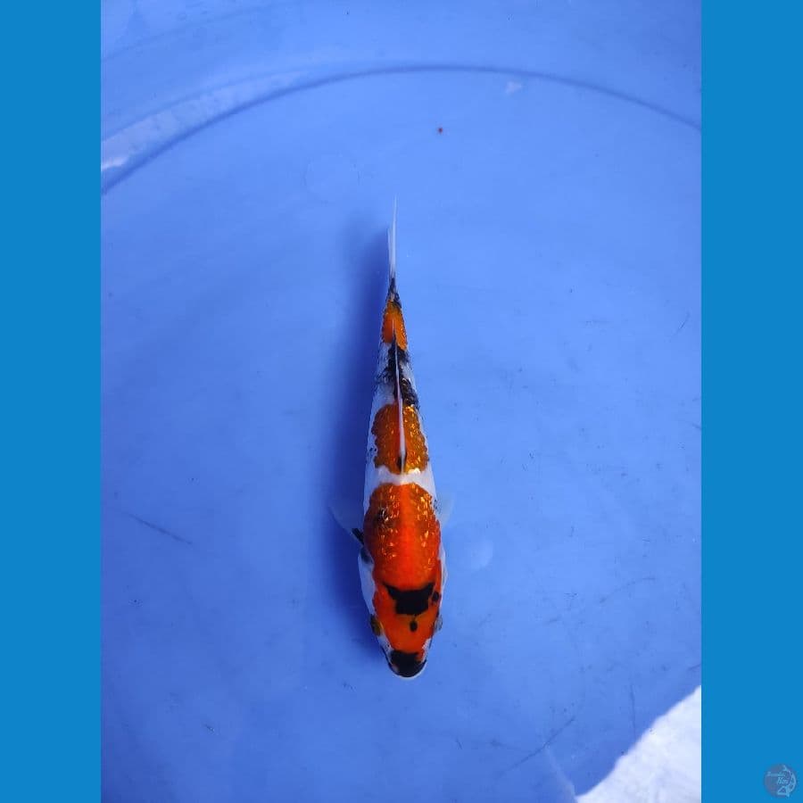 15cm