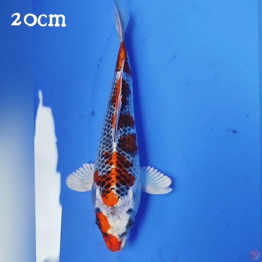 KOJAKU 20CM
