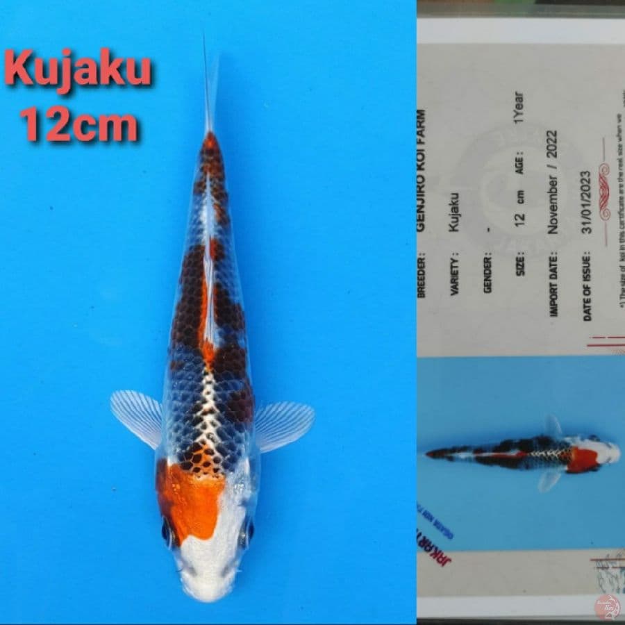 GENJIRO KUJAKU 12CM SERTI