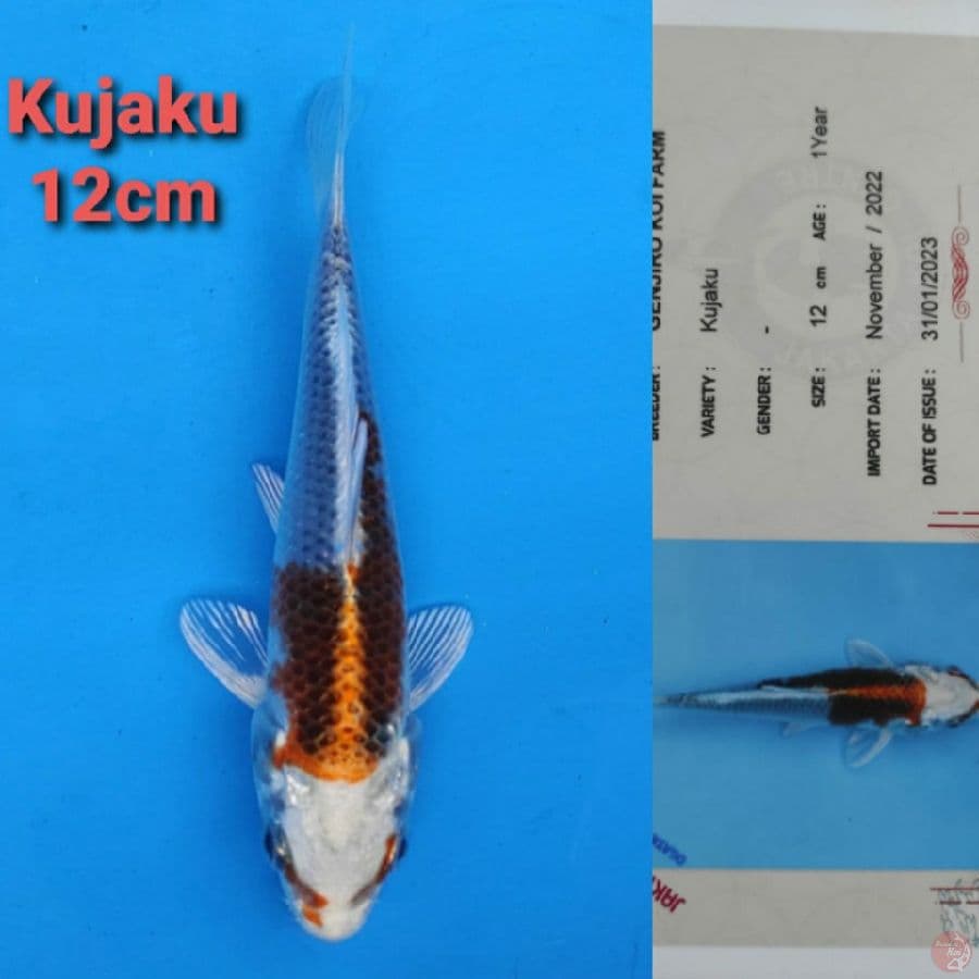 GENJIRO KUJAKU 12CM SERTI