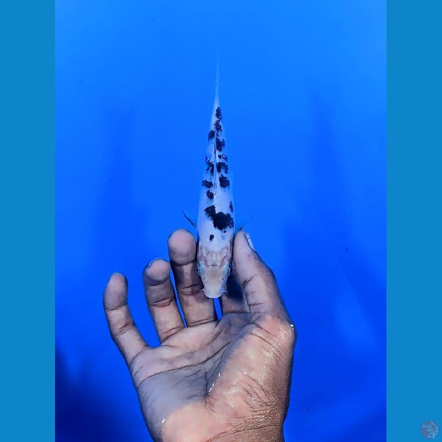 BEKKO 15 CM