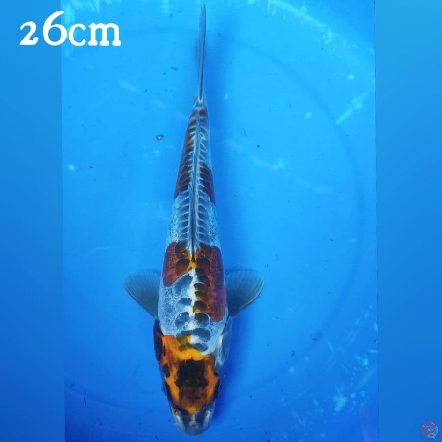 KIKOKURIYU 26CM
