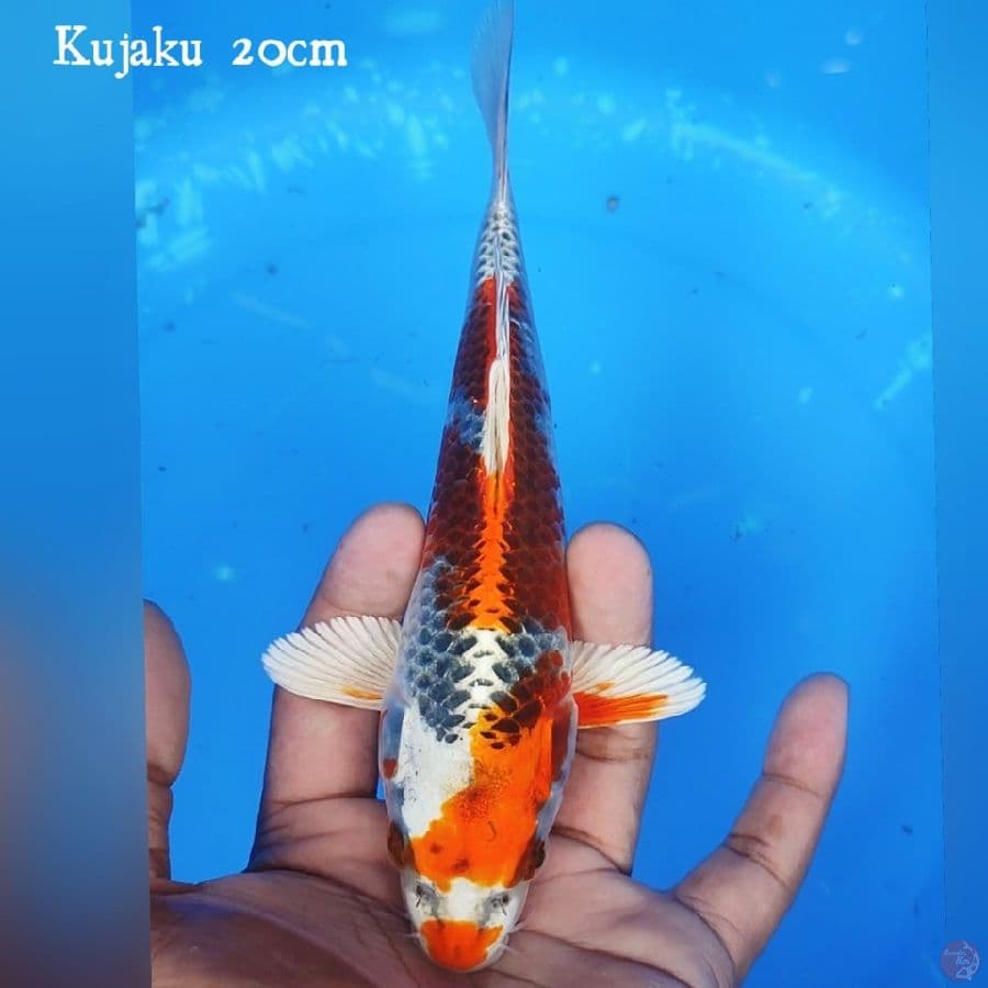 KOJAKU 20CM