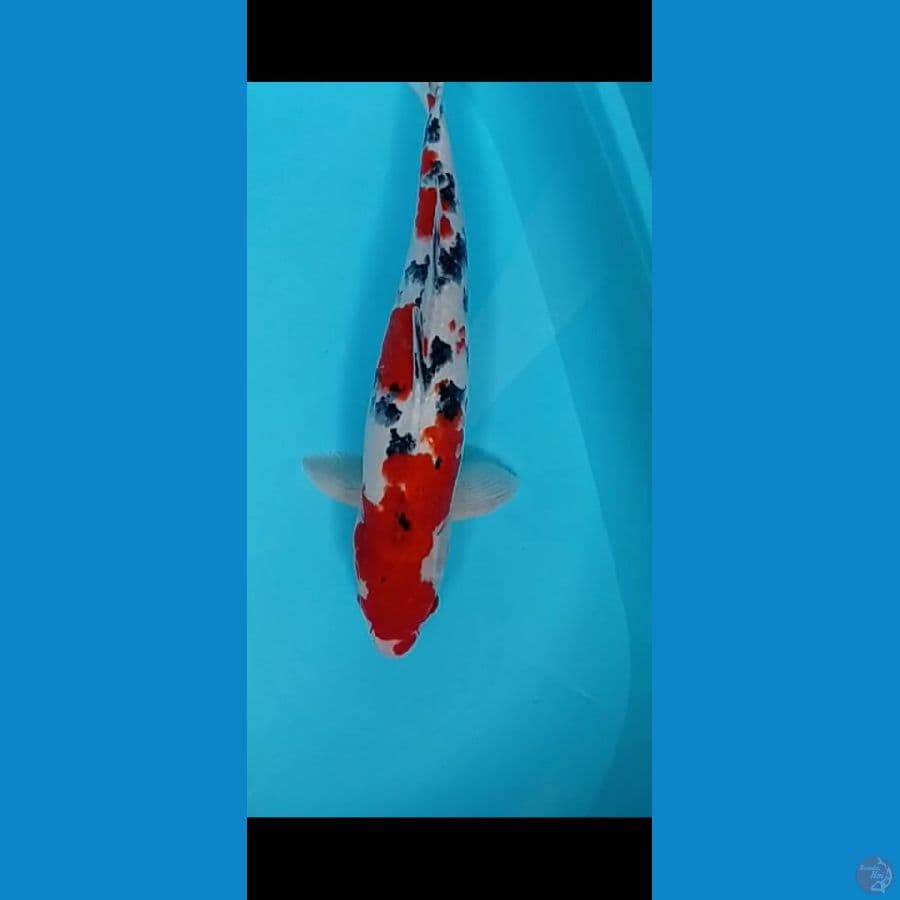 sanke jantan murni 45cm