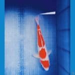 KOHAKU 32 CM