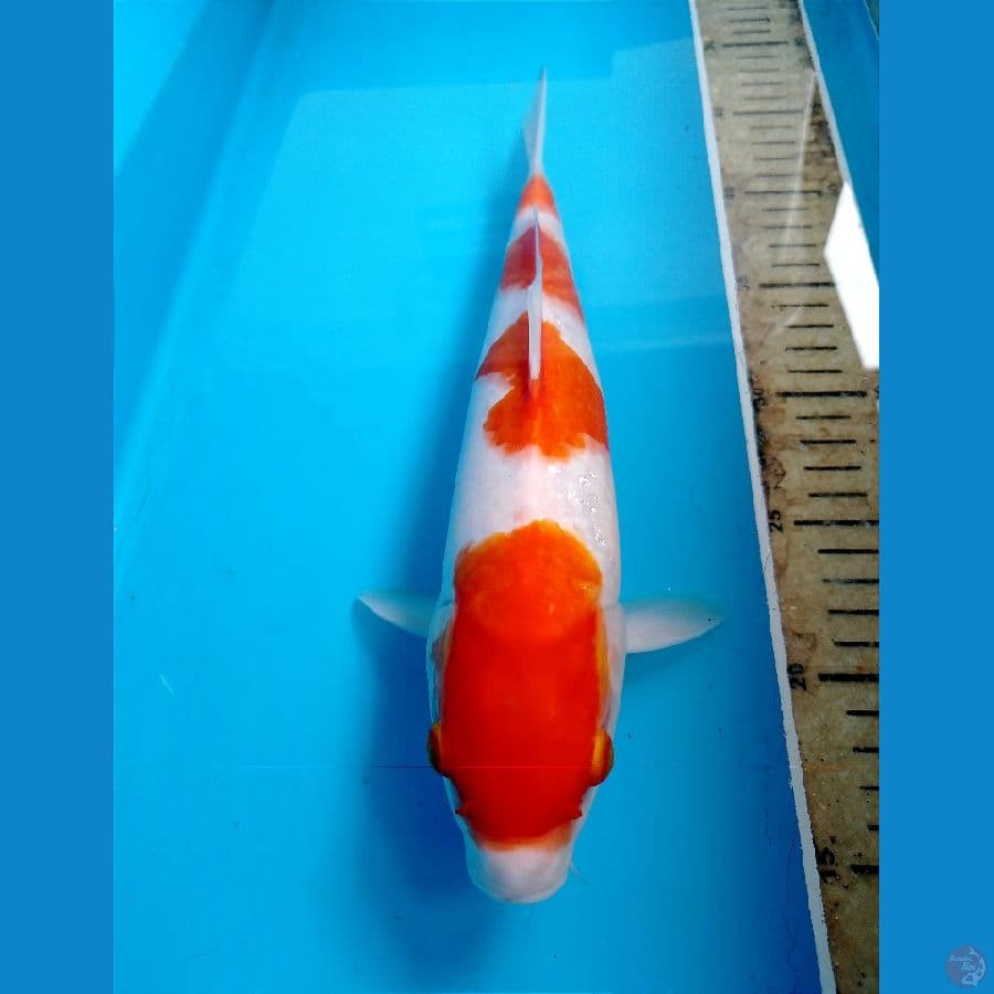 kohaku 31 cm