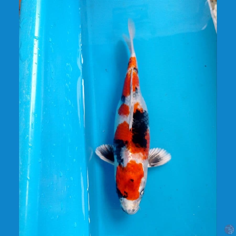 showa hikari 22 cm