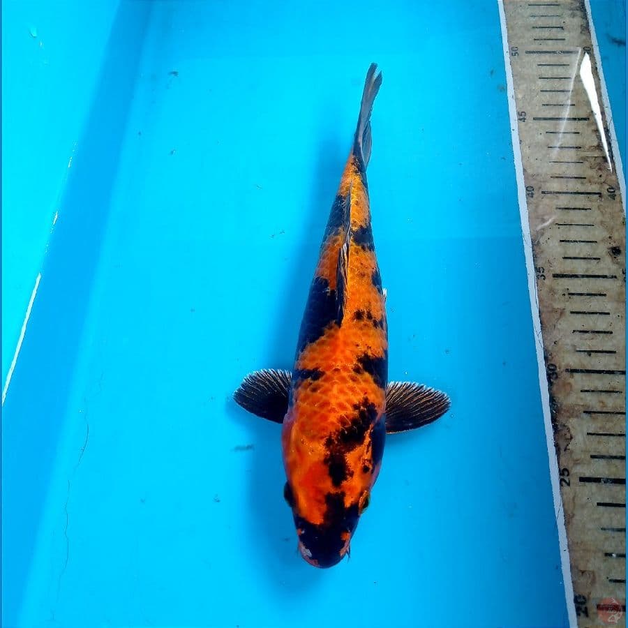 kin ursuri 25 cm
