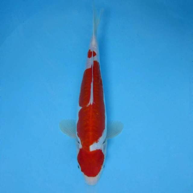 SAKHI 9 - KOHAKU DOITSU