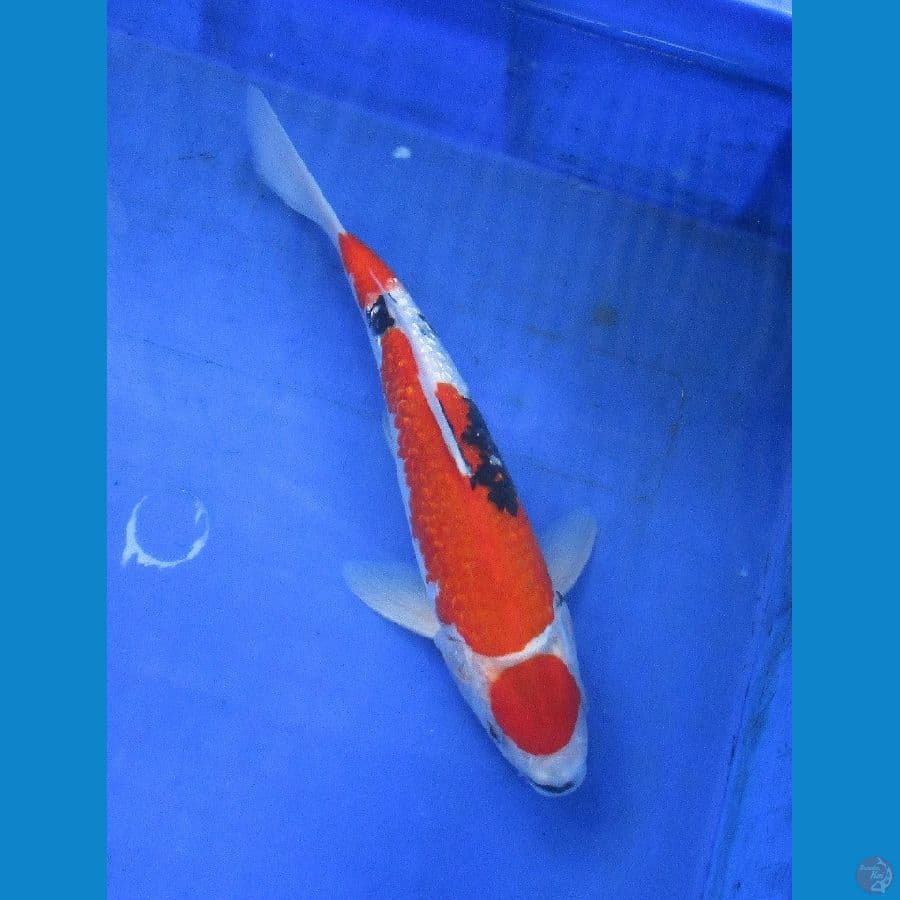 showa ginrin ±25cm jantan