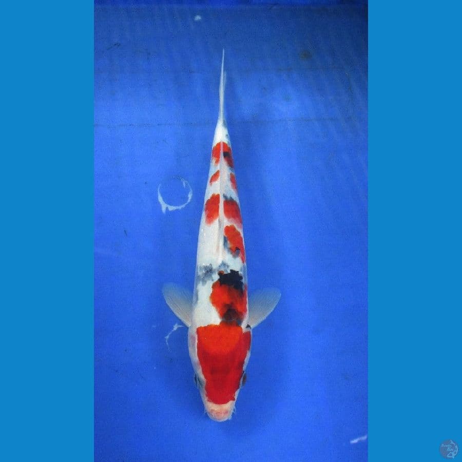 showa sansoku ±27cm