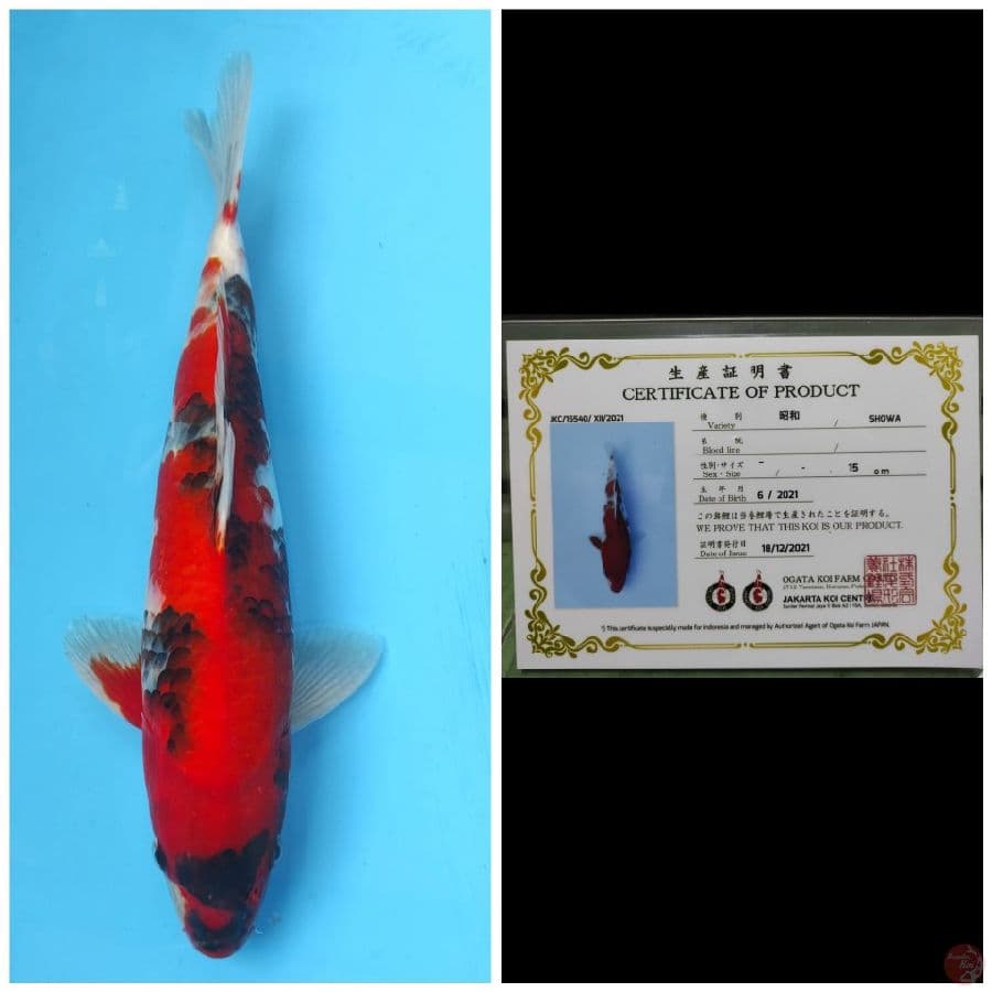 Ogata Showa