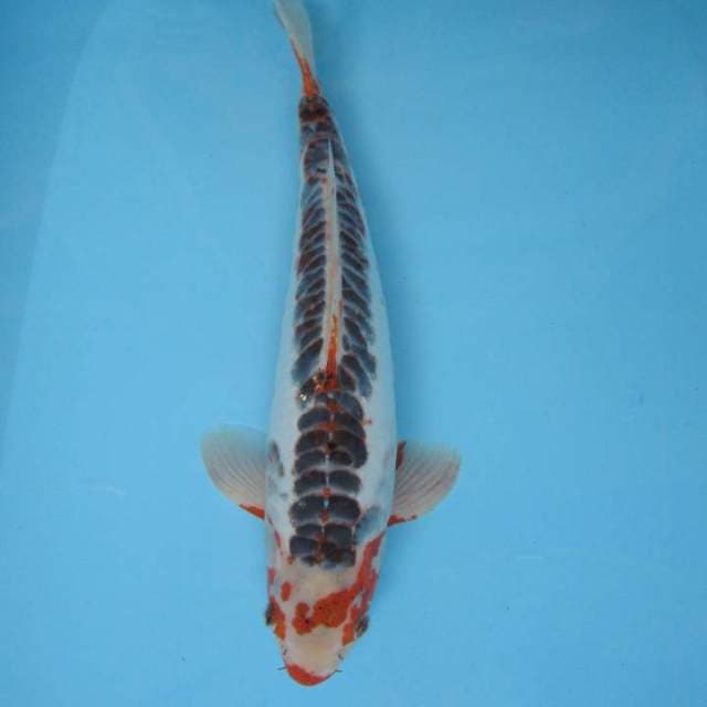 SAKHI 11 - SHUSUI