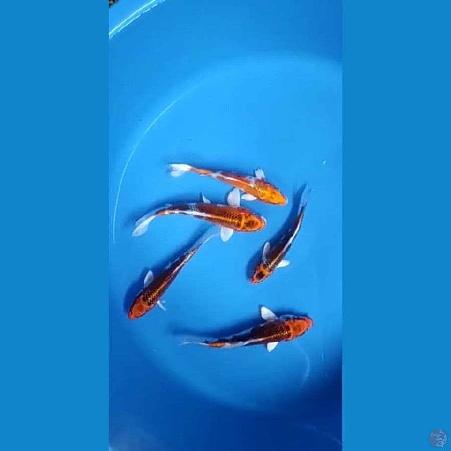 5 ekor kujaku size : 15 20 cm 
