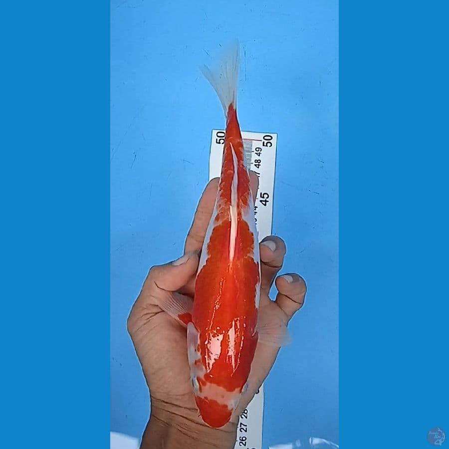 kuhaku size : 24 cm