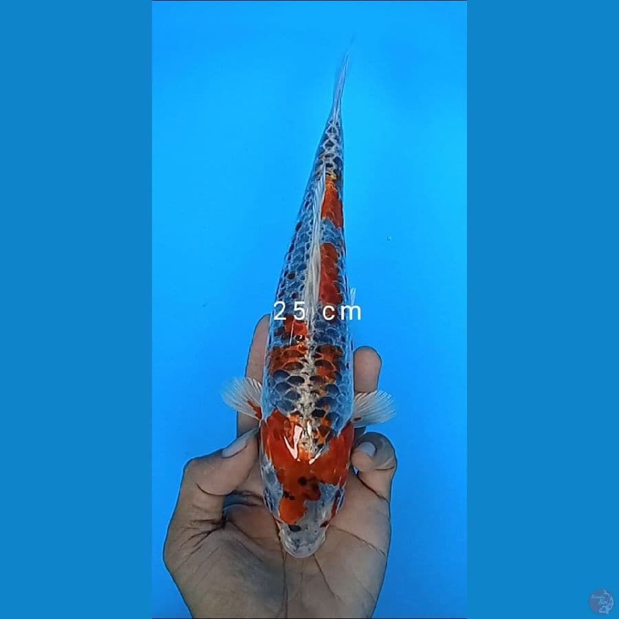 gosiki size : 25 cm