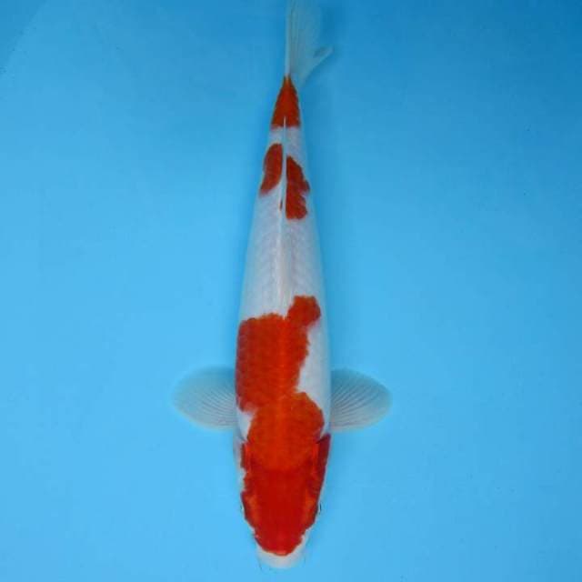 SAKHI 12 - KOHAKU