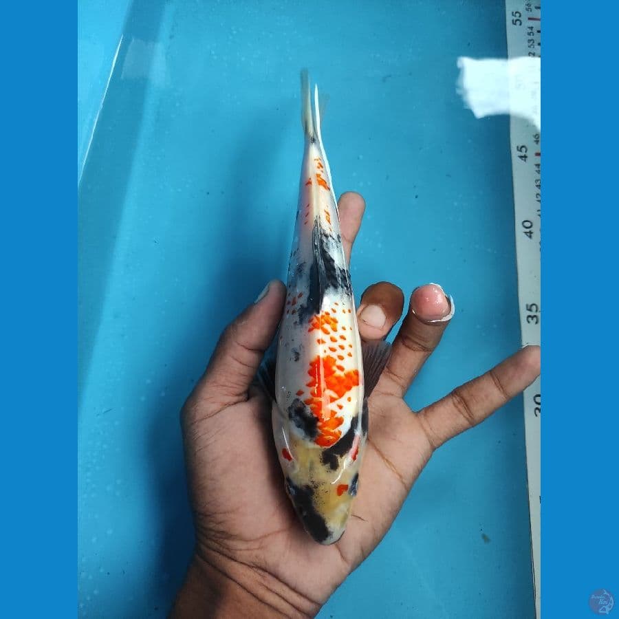 kannoko 20cm