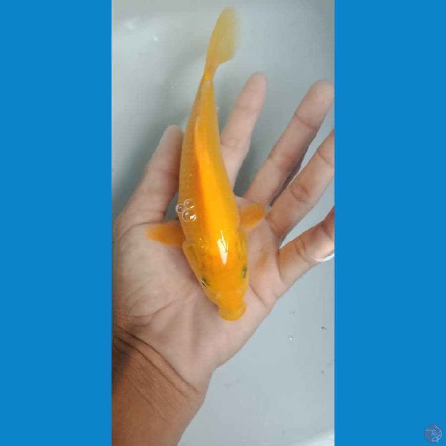 karasi 17 cm