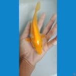 karasi 17 cm