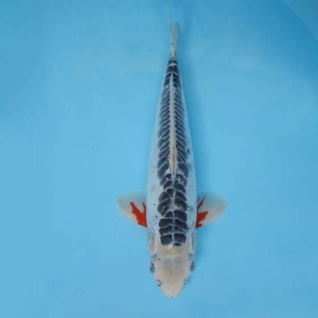 SAKHI 7 - SHUSUI