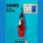 SANKE SEKIGUCHI SERTI