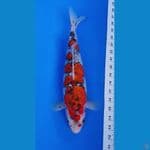 Goshiki ginrin 35 cm 