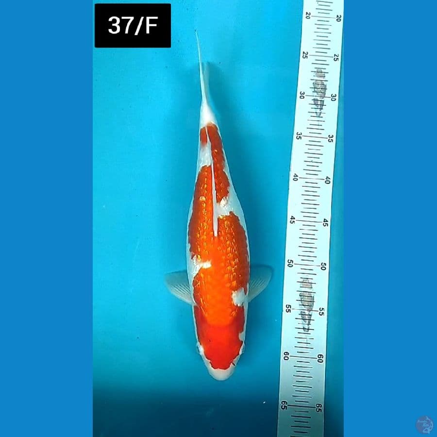 Kohaku Inazuma 37/F