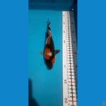 showa 22cm 