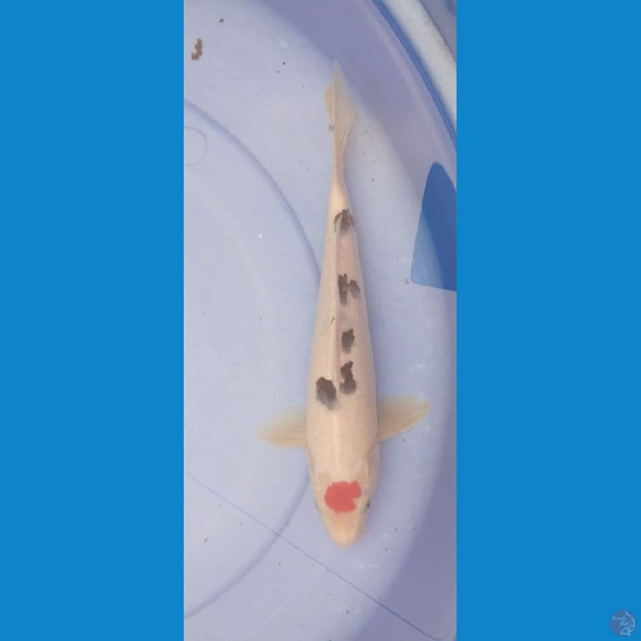 tancho sanke 28cm Male