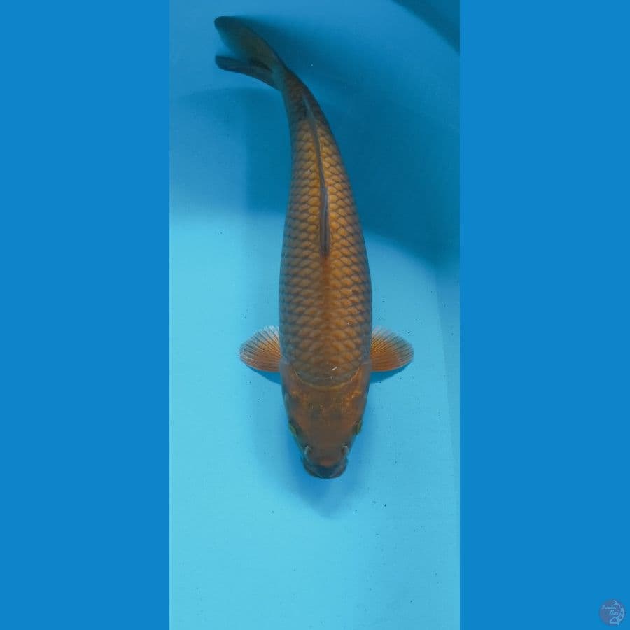 CAGOI 40CM (MALE)