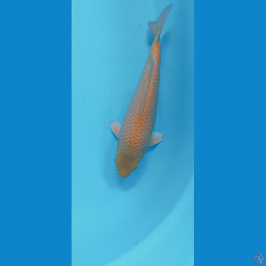 KARASI CORN 29CM (MALE) PUNUK