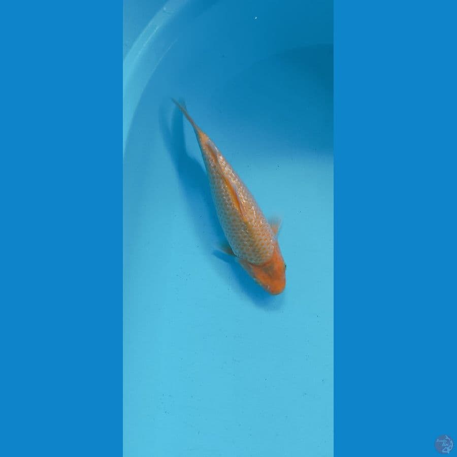 RED KARASI GINRIN 26CM (MALE)  PUNUK