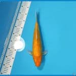 ORENJI OGON ~35CM MALE~