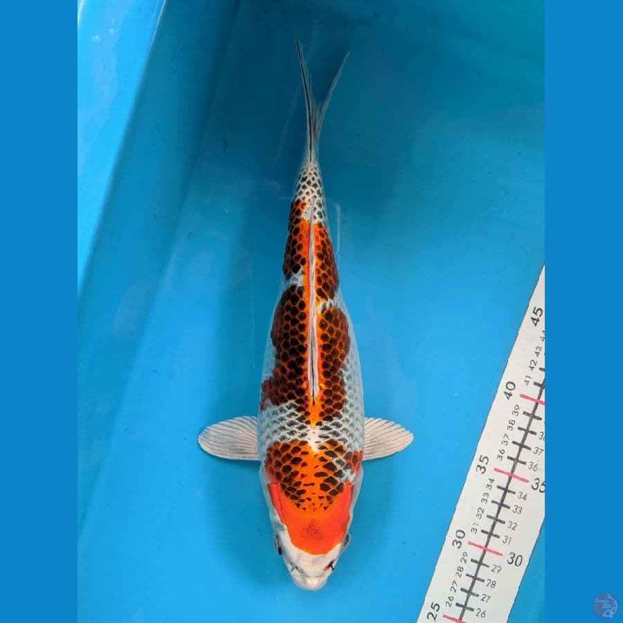 KUJAKU 31CM FEMALE