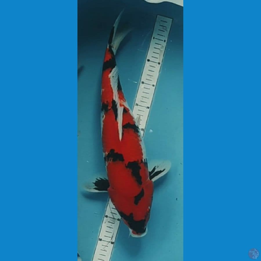 jumbo 48cm hi showa