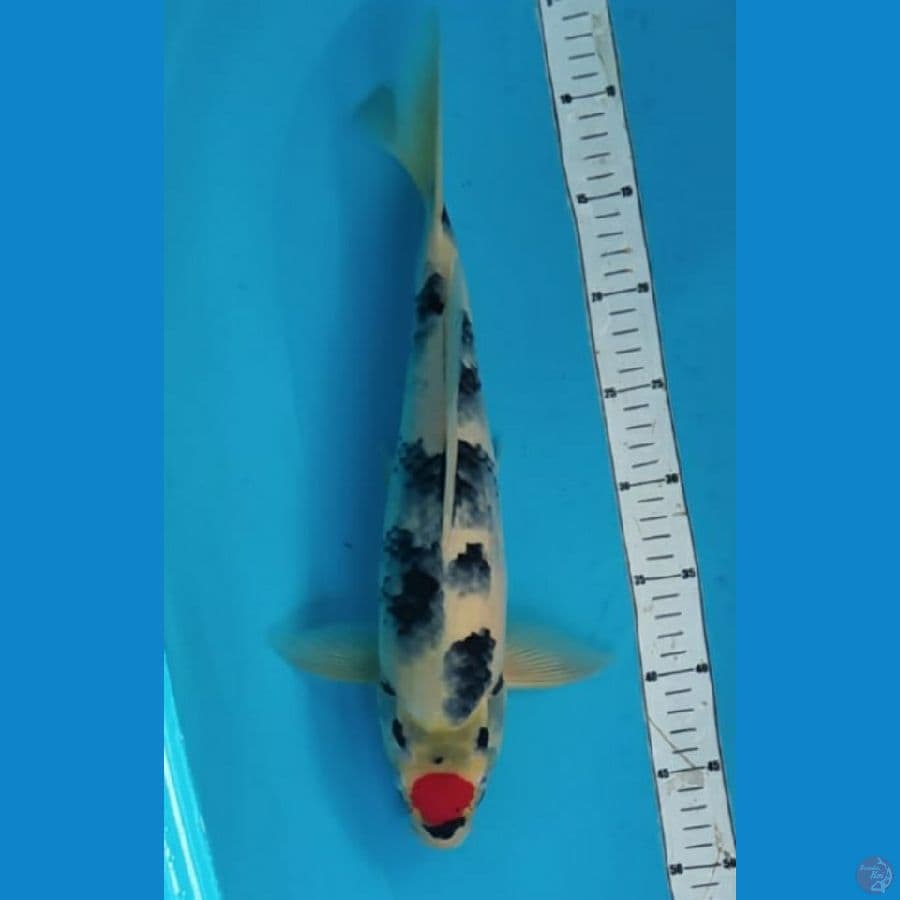tanco showa 40cm