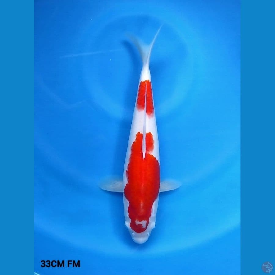 Nidan Kohaku 33 FM