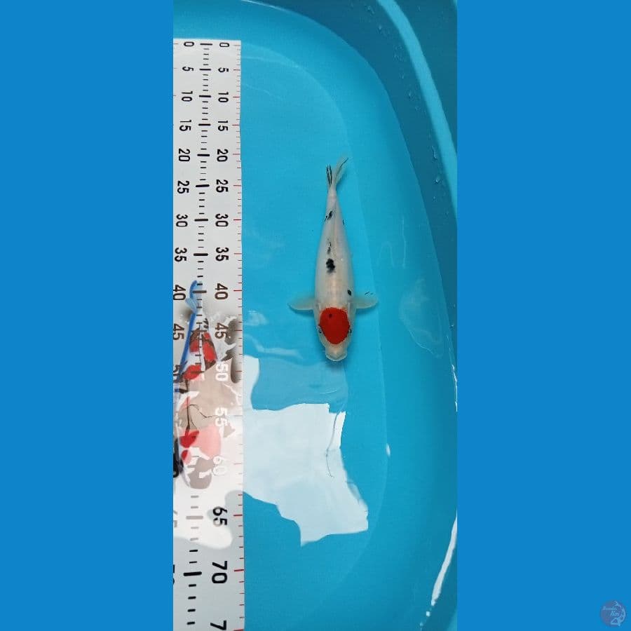 Tancho Sanke Doitsu Murni 28cm™