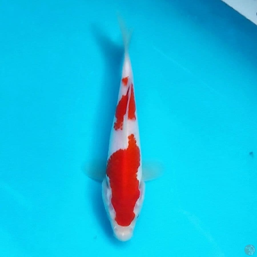 Mininon SQ - Nidan Kohaku 15BU Male 