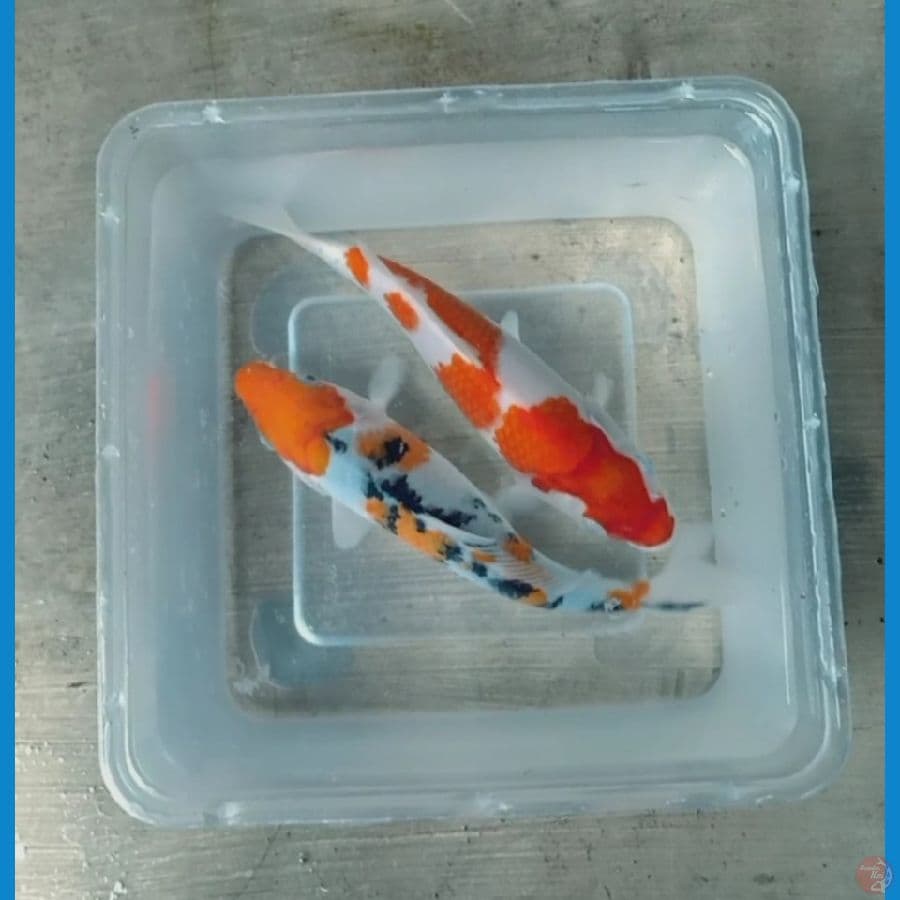 kohaku sanke bahan keep 