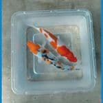 kohaku sanke bahan keep 