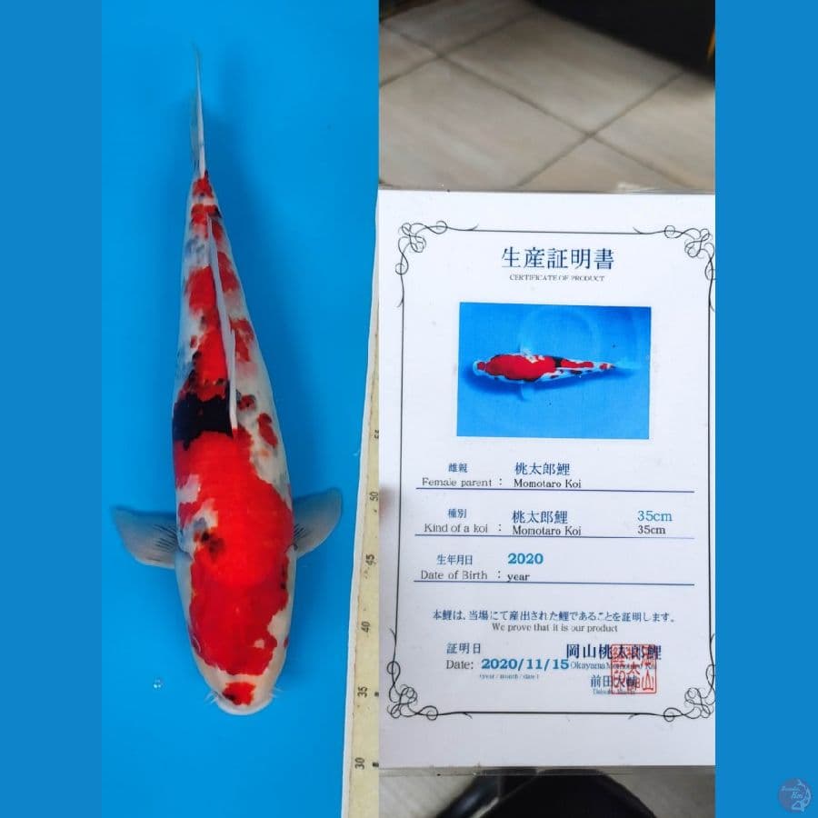 Jumbo Showa 55cm Serti Momotaro